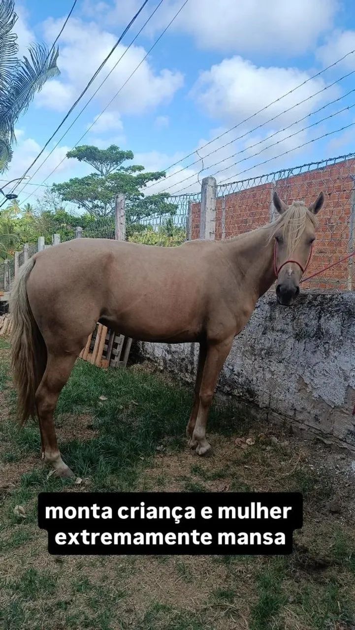 égua / cavalo  - Foto 3