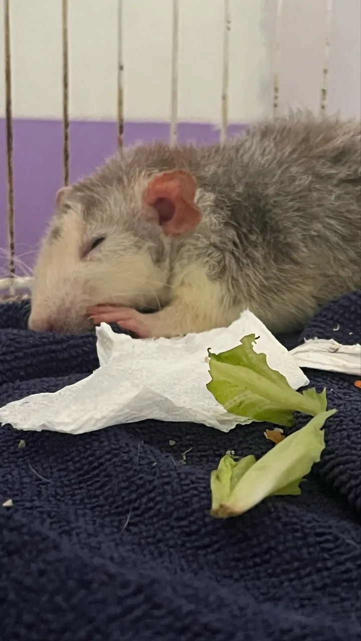 Ratas Twister  - Foto 3