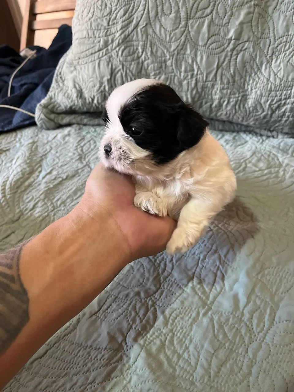 Shih Tzu - Foto 2