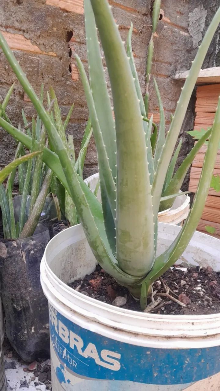Babosa gigante - Foto 5
