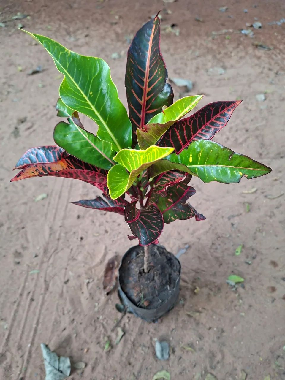 Croton espécies variadas - Foto 4