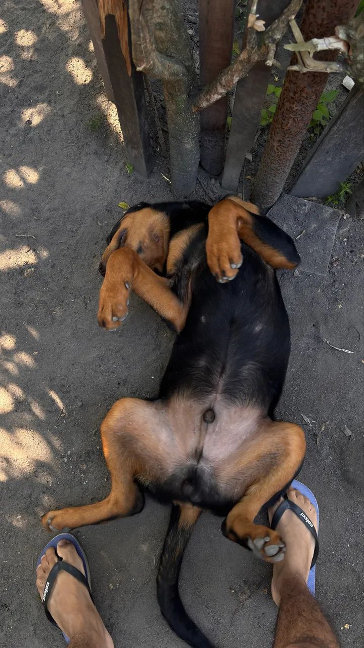 Filhote de rott 6 meses 600$