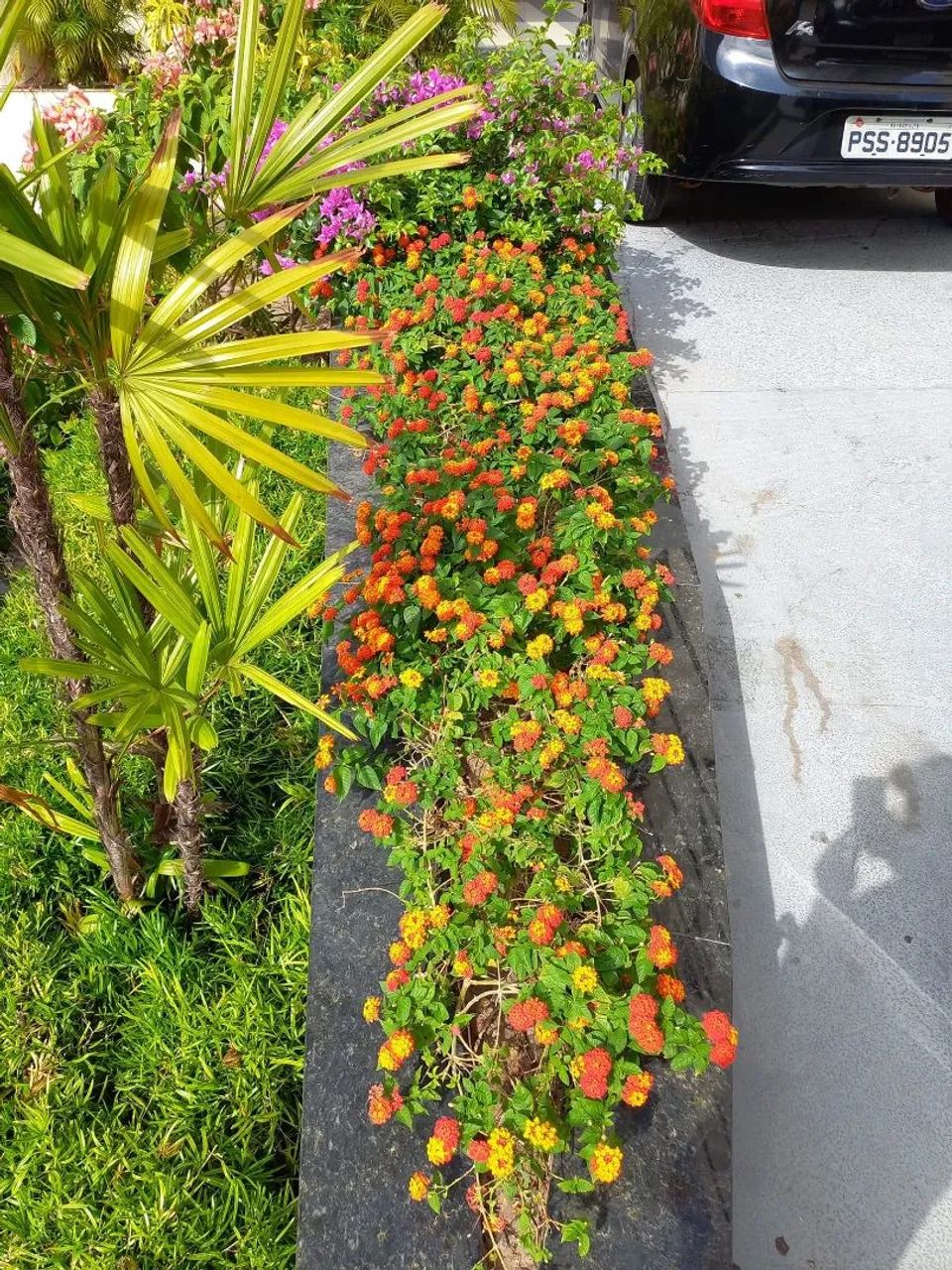 JARDINEIRO - Servicos de Jardinagem  - Foto 2