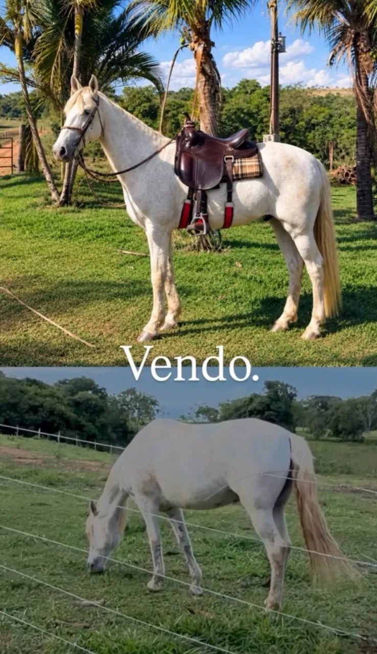 Cavalo.