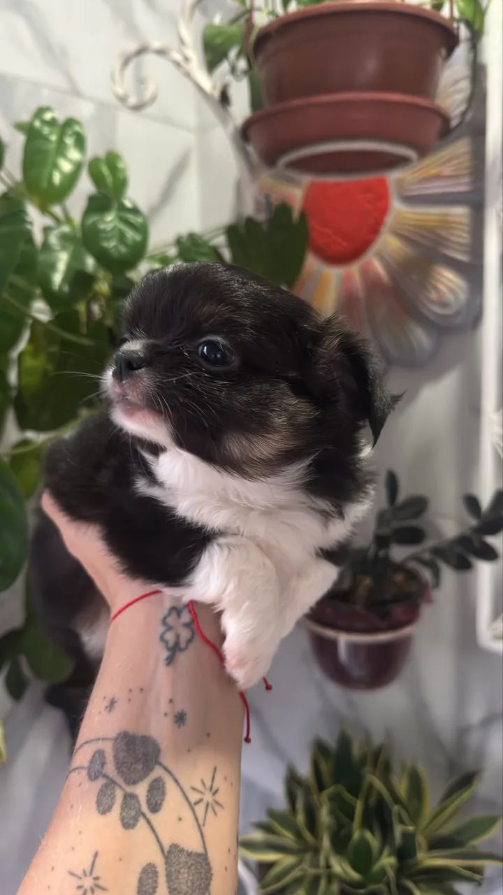 Chihuahua Macho  - Foto 3