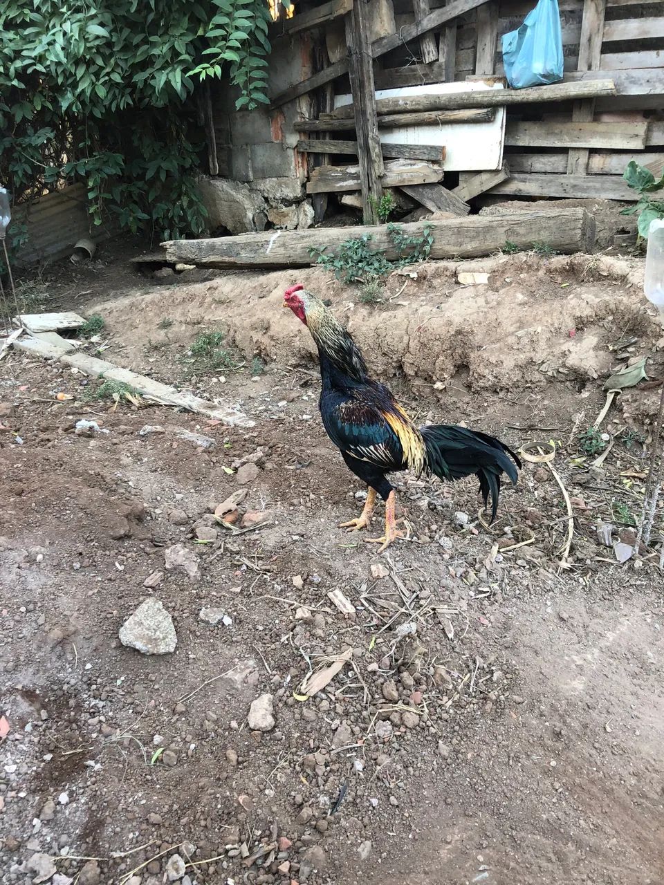 Galo índio