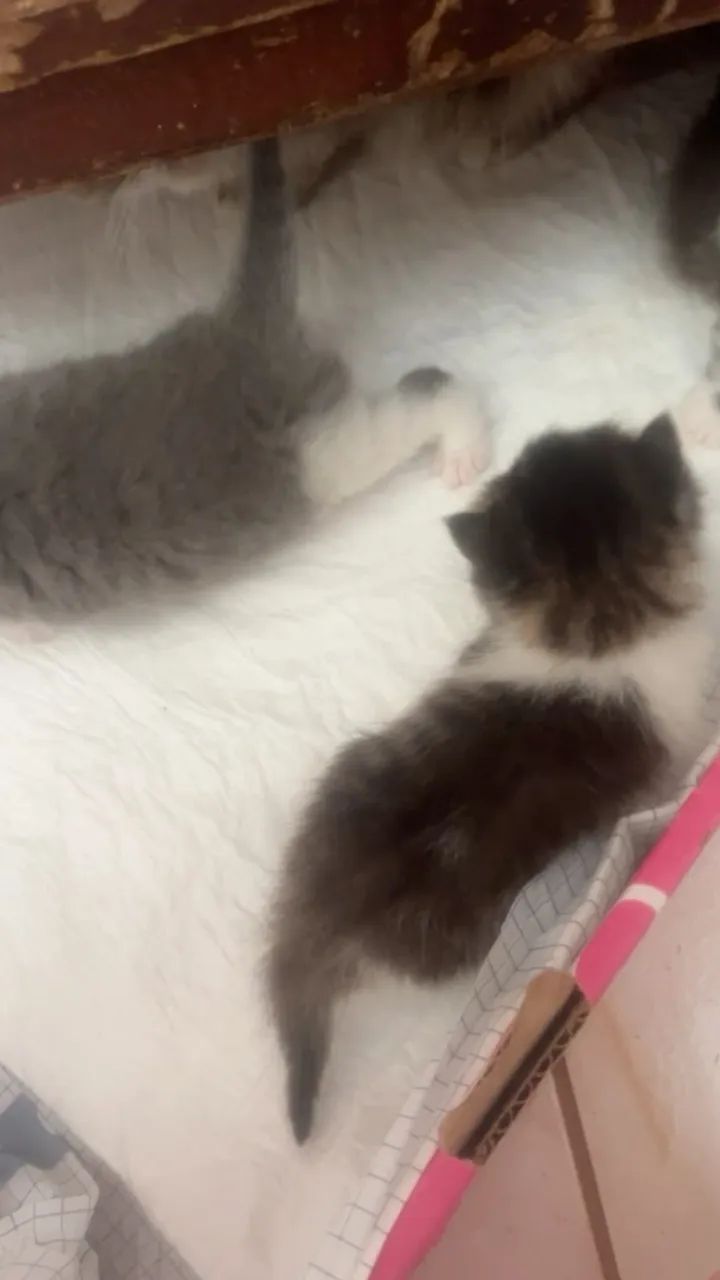 GATOS PERSAS - Foto 4