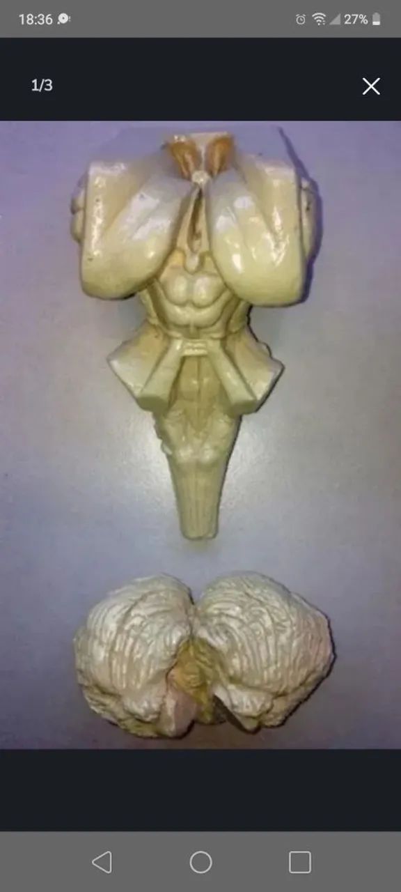 Kit para estudo de Neuroanatomia.