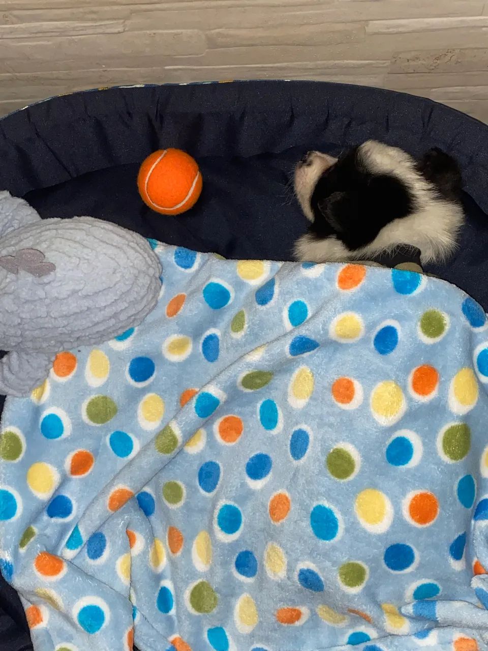 Vendo border collie
