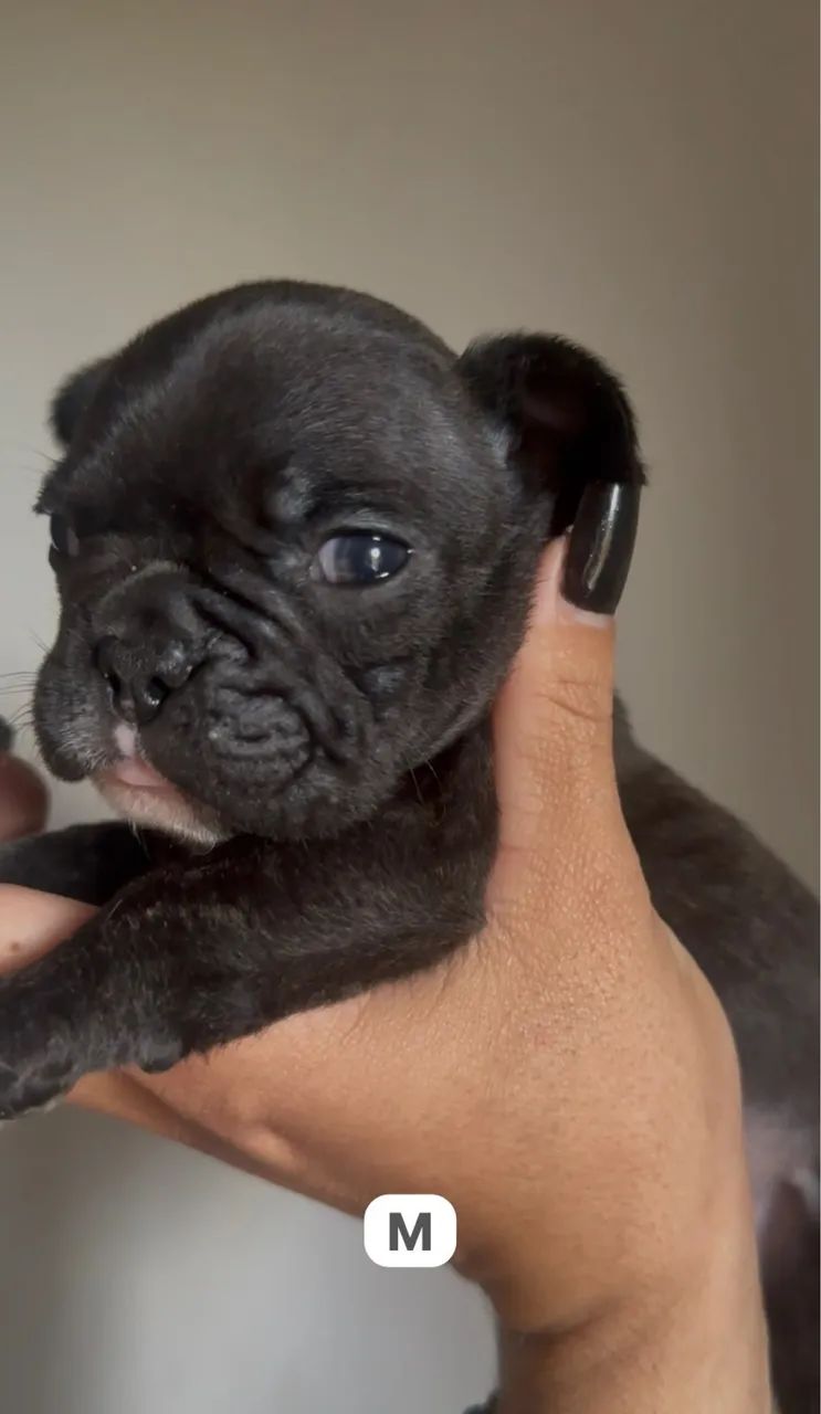 Bulldog tigrado macho  - Foto 2