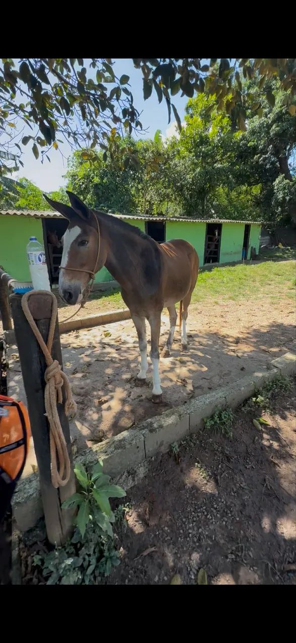Burro de patrão 