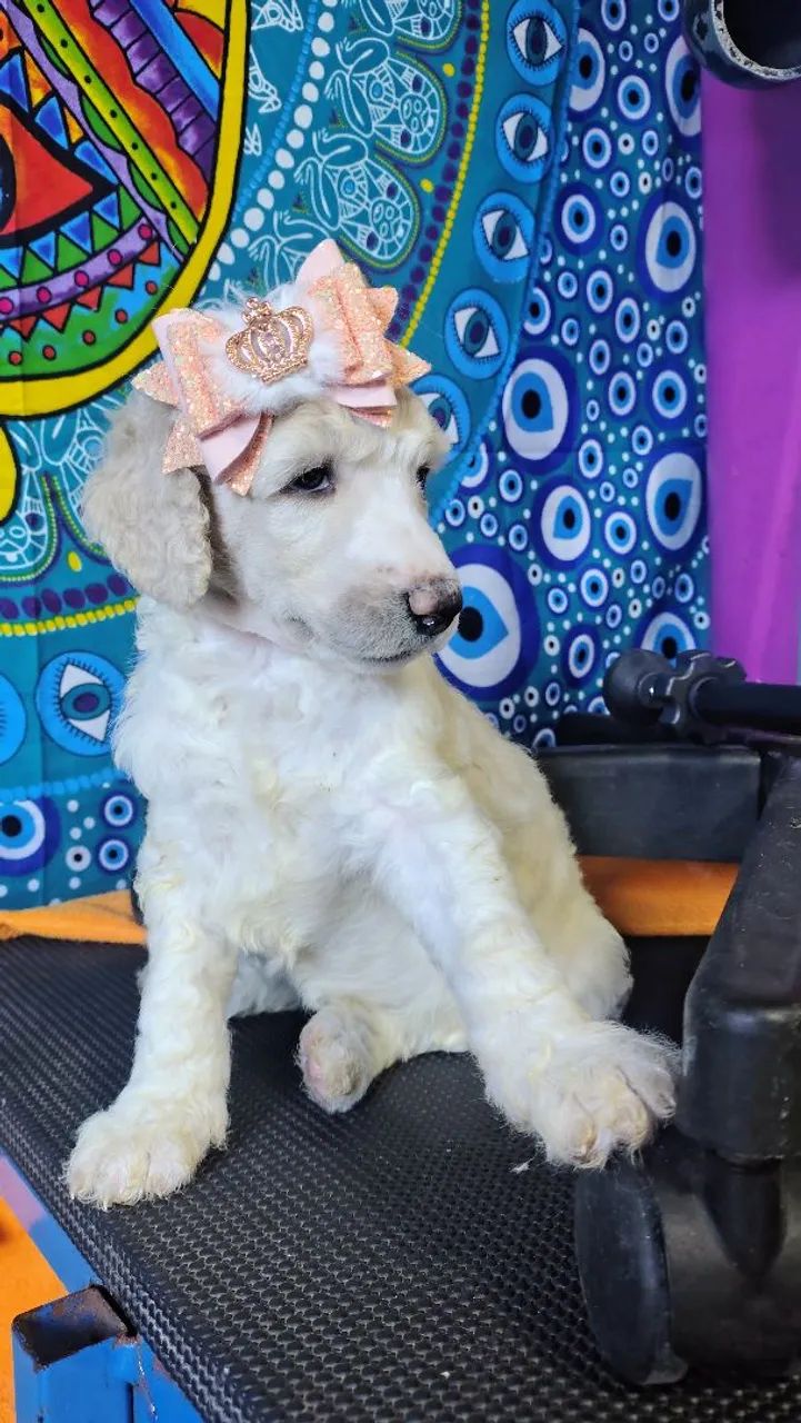 Poodles gigantes  - Foto 5