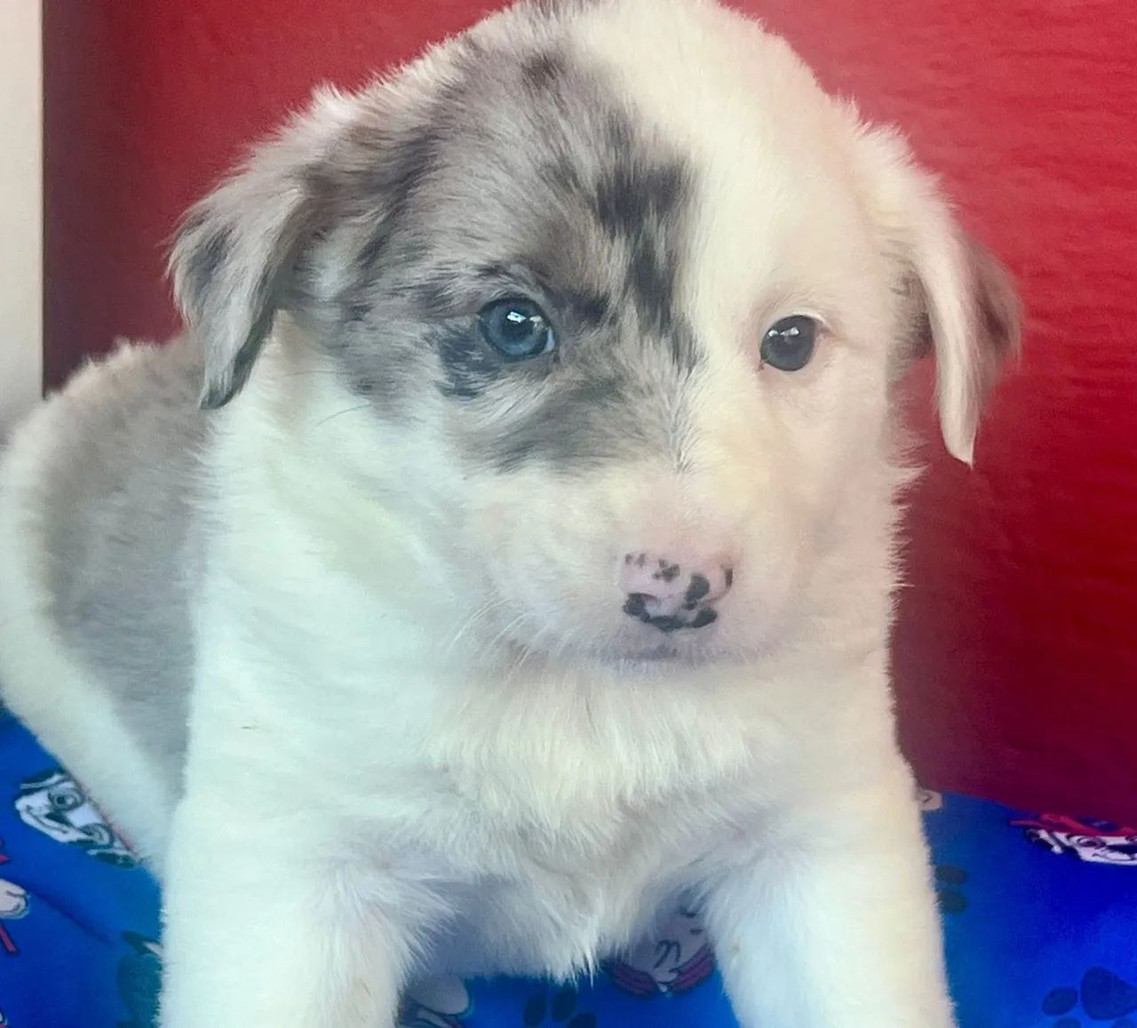Border Collie a pronta entrega!/ Última Fêmea disponível 
