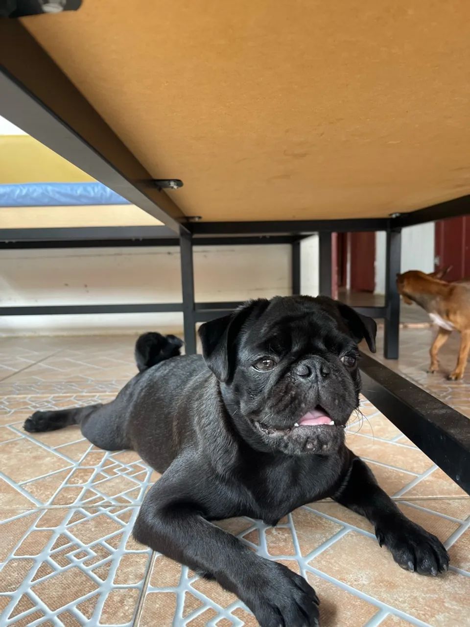 Cachorro pug macho 