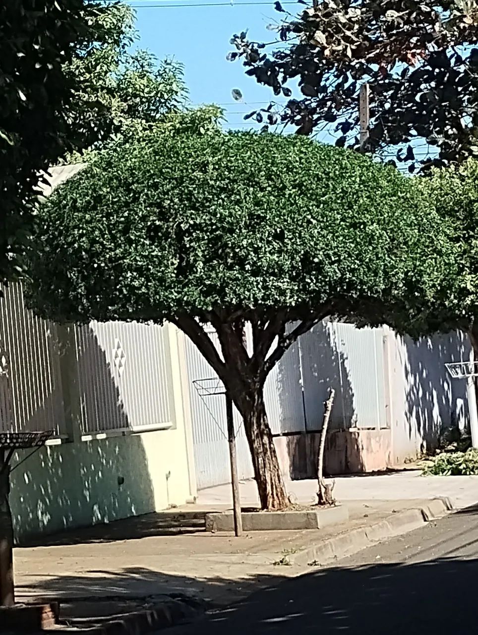Jardinagem  - Foto 3