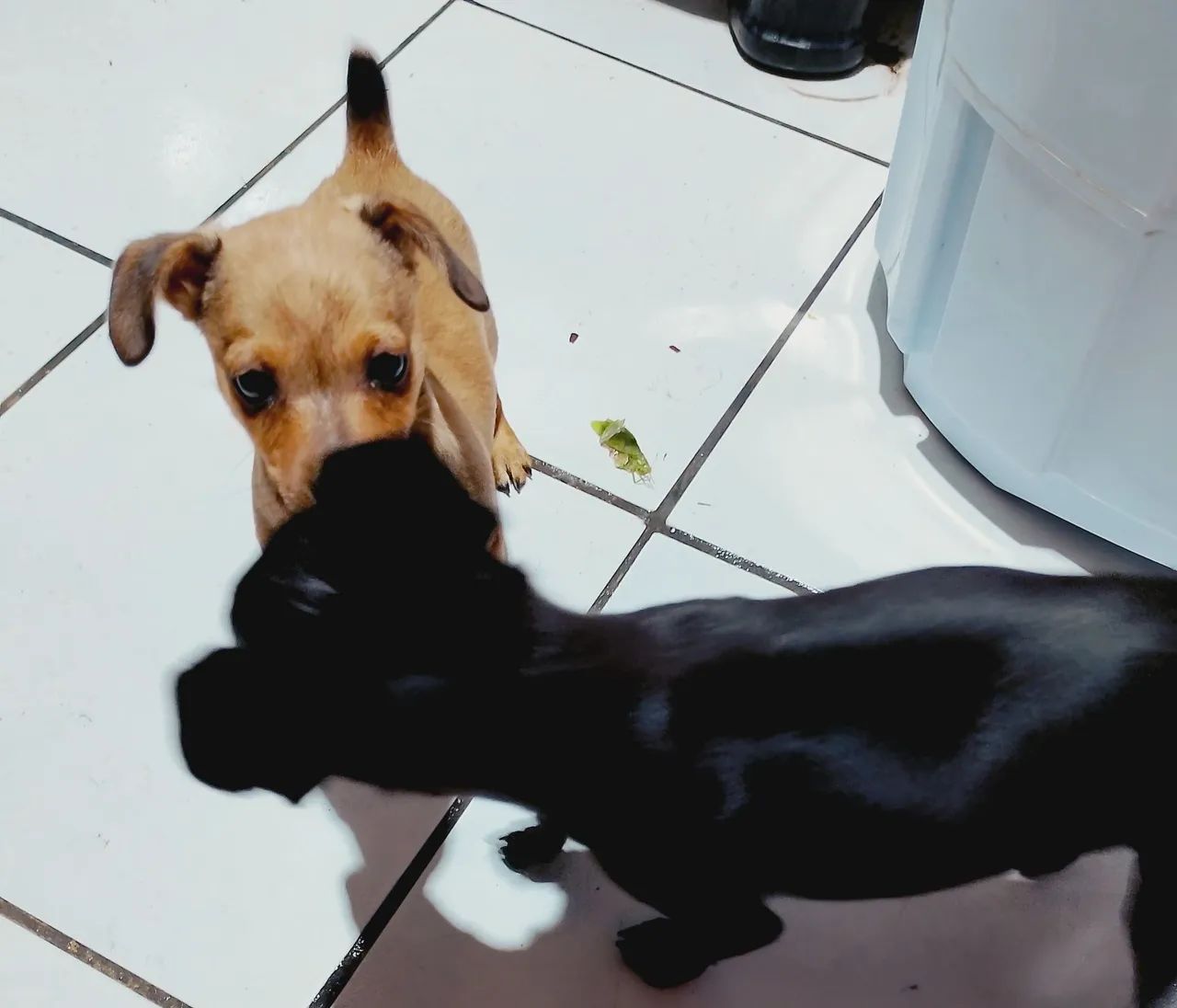 Cachorro - Foto 2