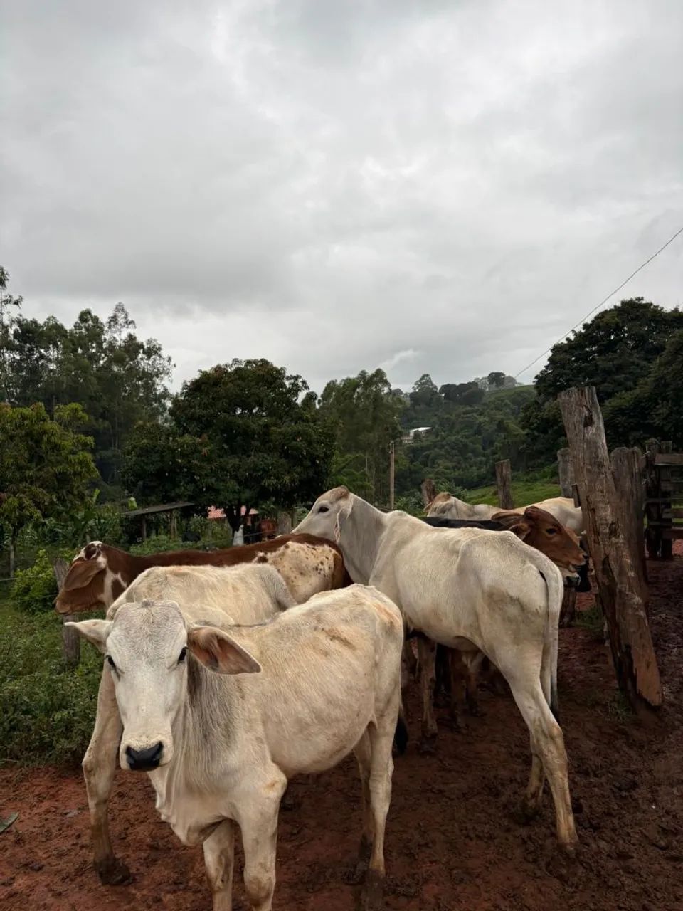 Bezerros á venda  - Foto 2