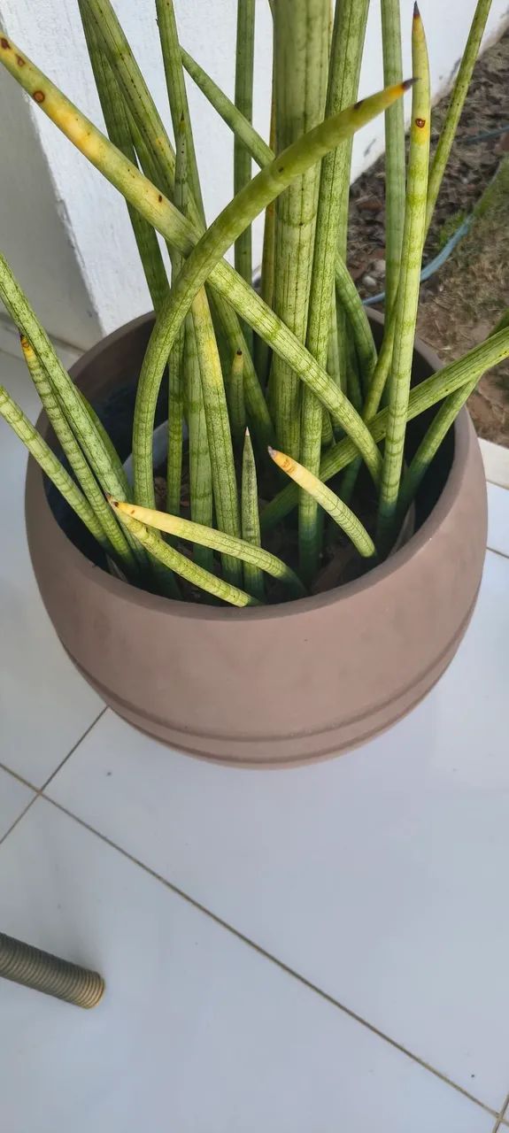 Caqueiro - Foto 2