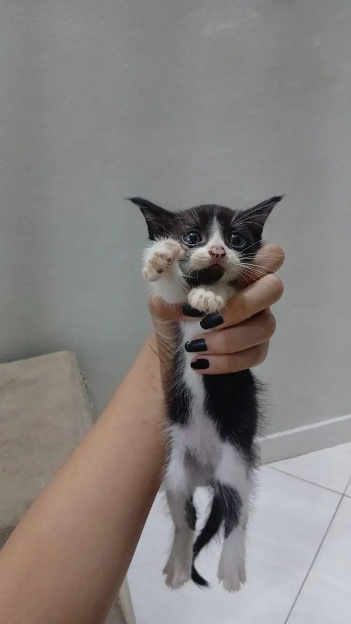 Gatos pra doacao  - Foto 5