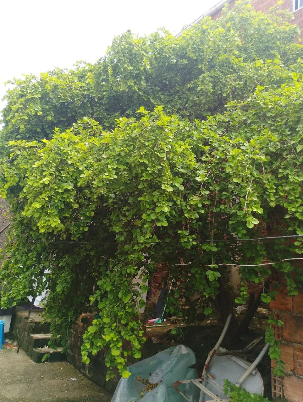 Casa a venda em Maceió 