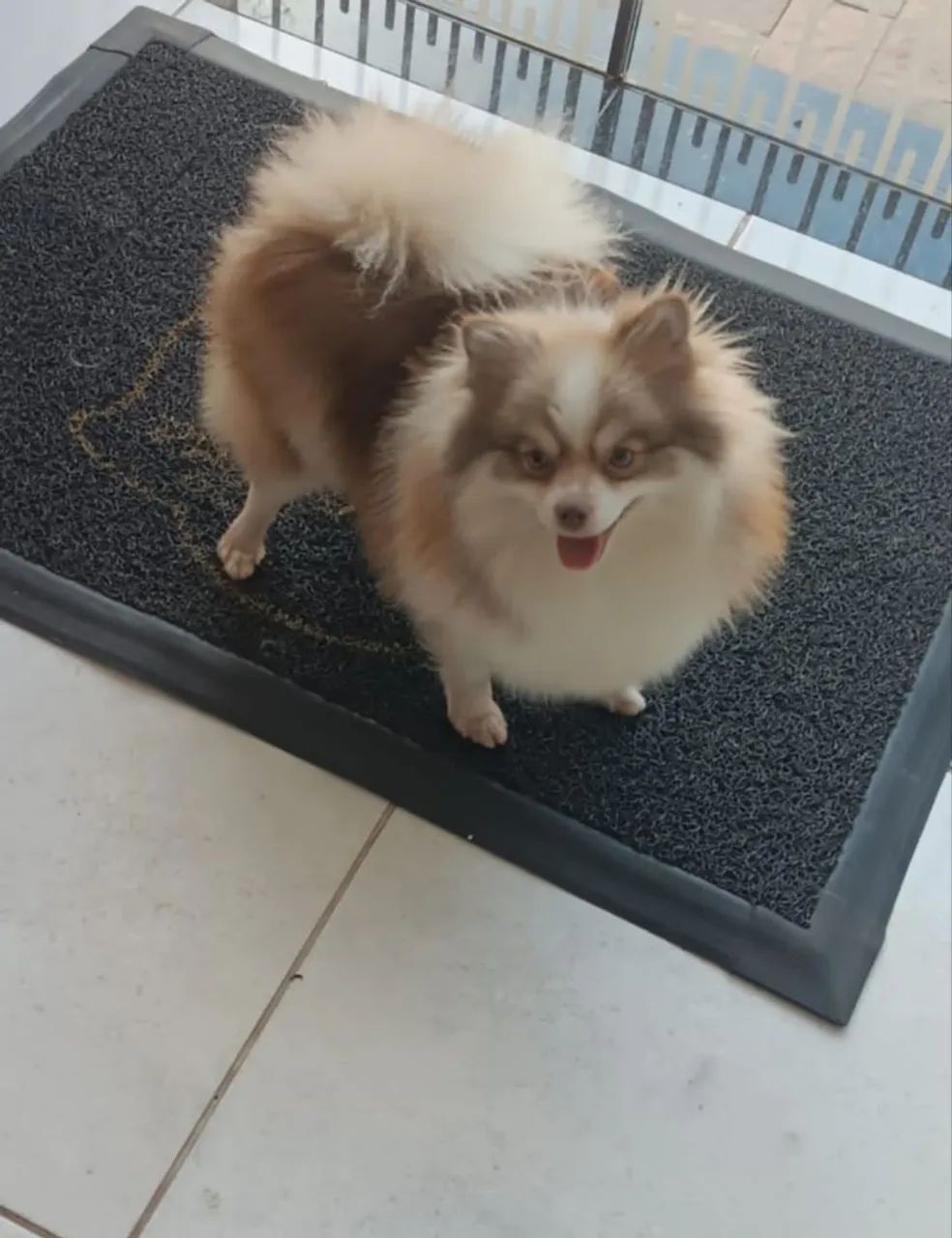 Spitz alemão - Foto 3