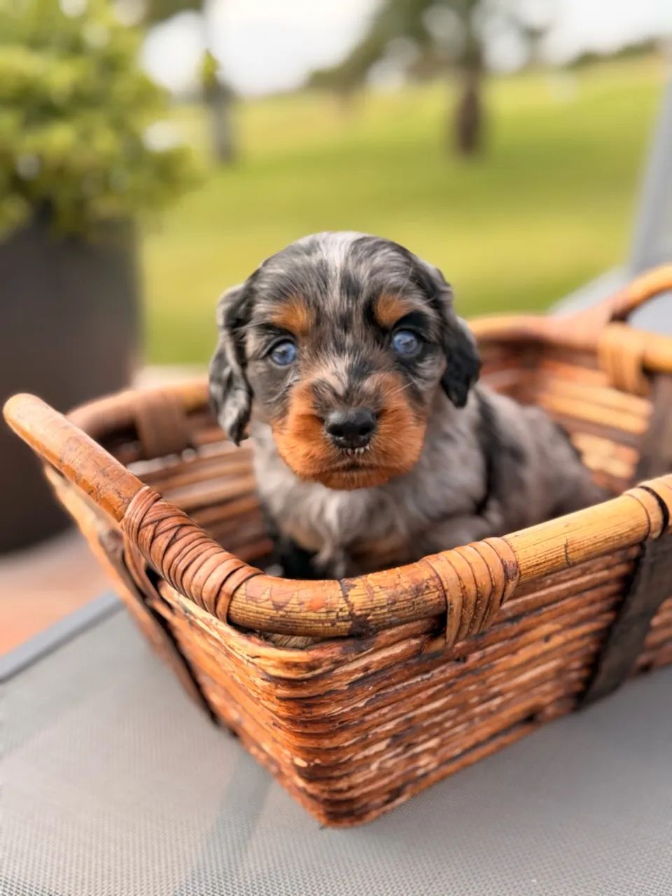 Dachshund Pelo Longo  - Foto 5