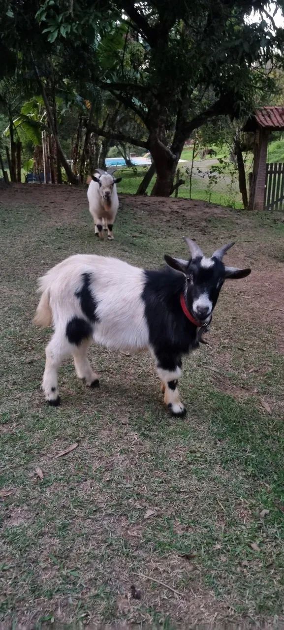 Mini Cabra Macho 