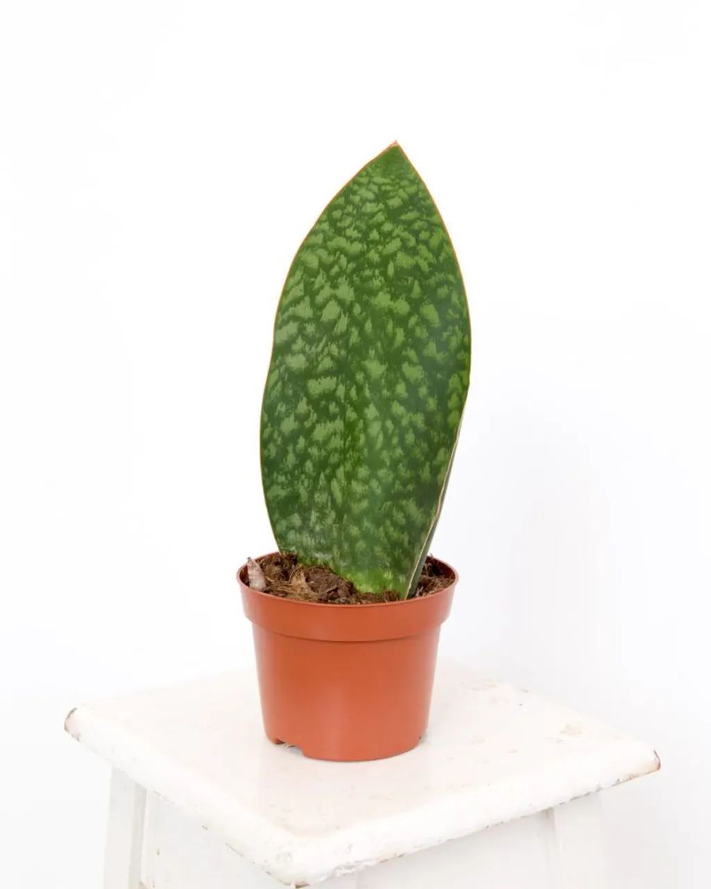 Planta espada de São Jorge  - Foto 3