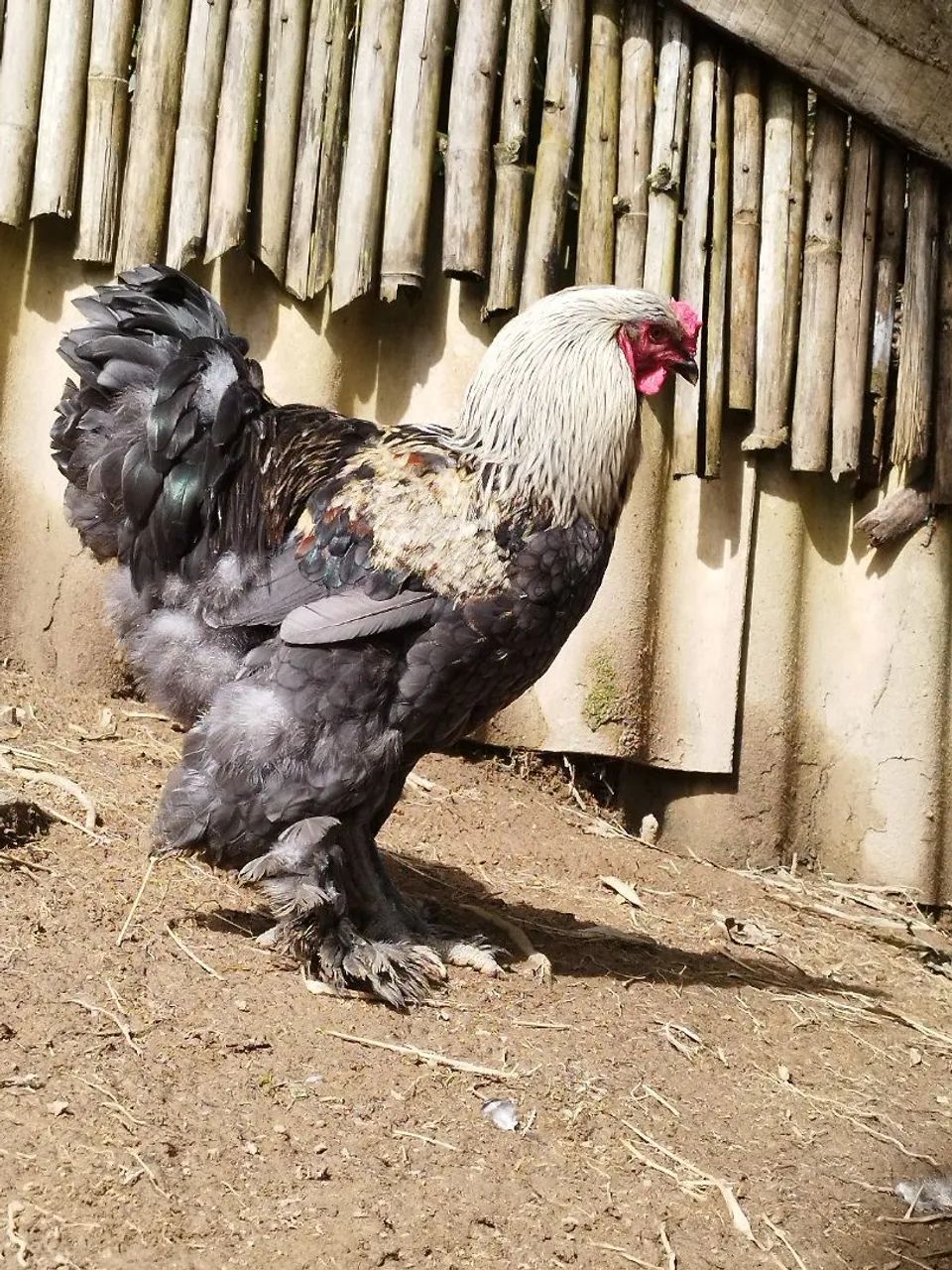 GALO BRAHMA Dark - Foto 4