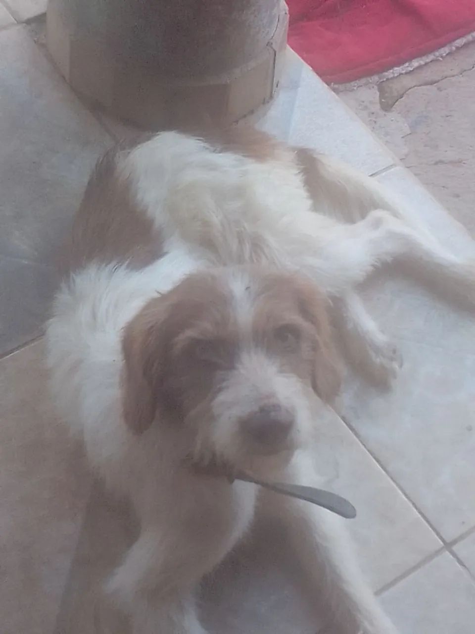 Doa se lindo cachorros 
