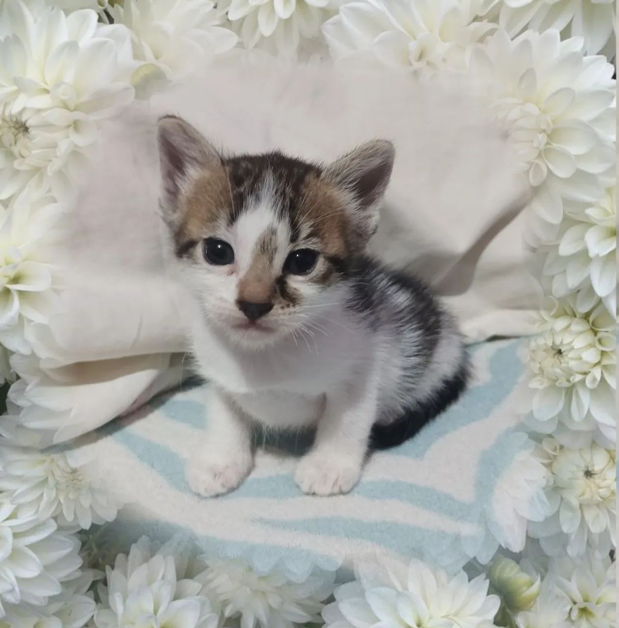 Gatas em ADOÇÃO  - Foto 2