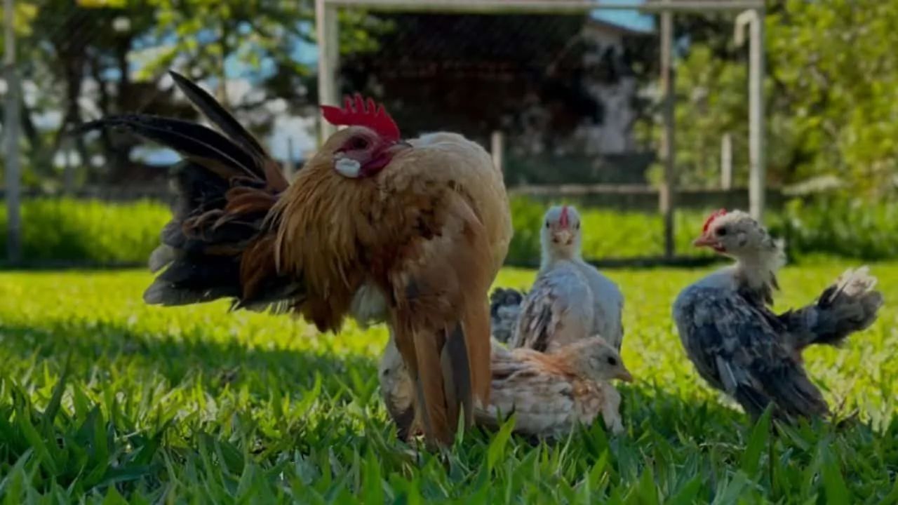 Galinha Garnizé Serama 