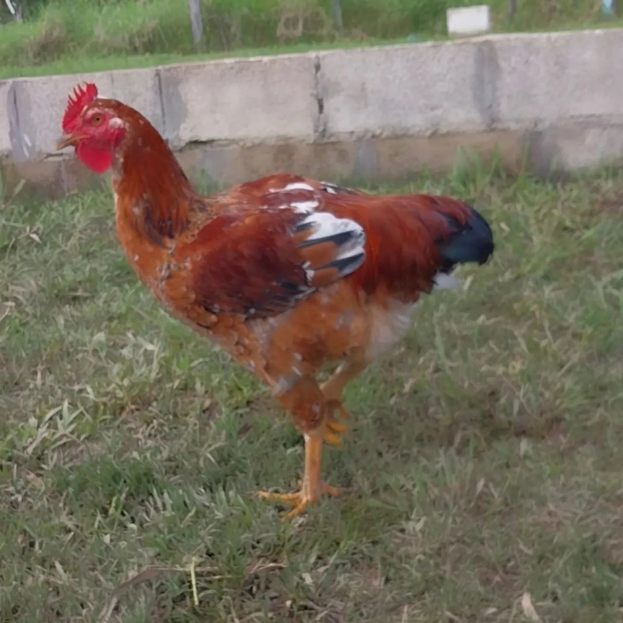 Frango GSB  - Foto 2