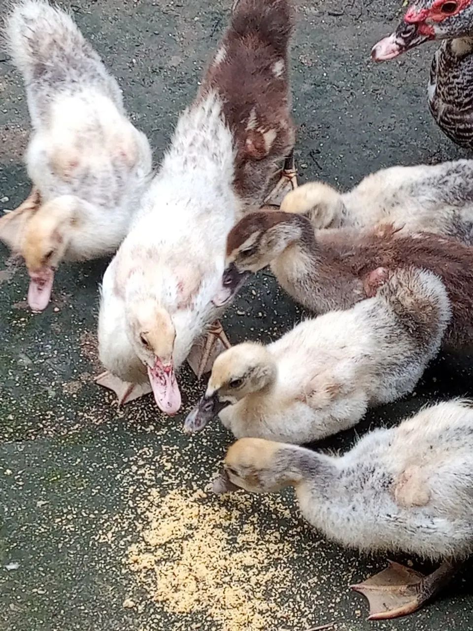 Aves Patinhos 