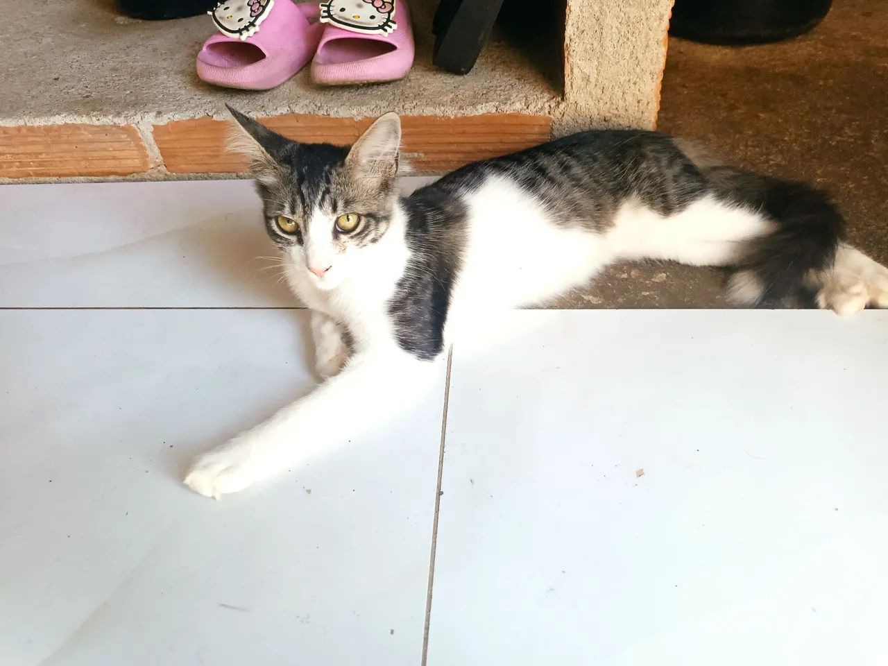 Gato macho para adoção  - Foto 3