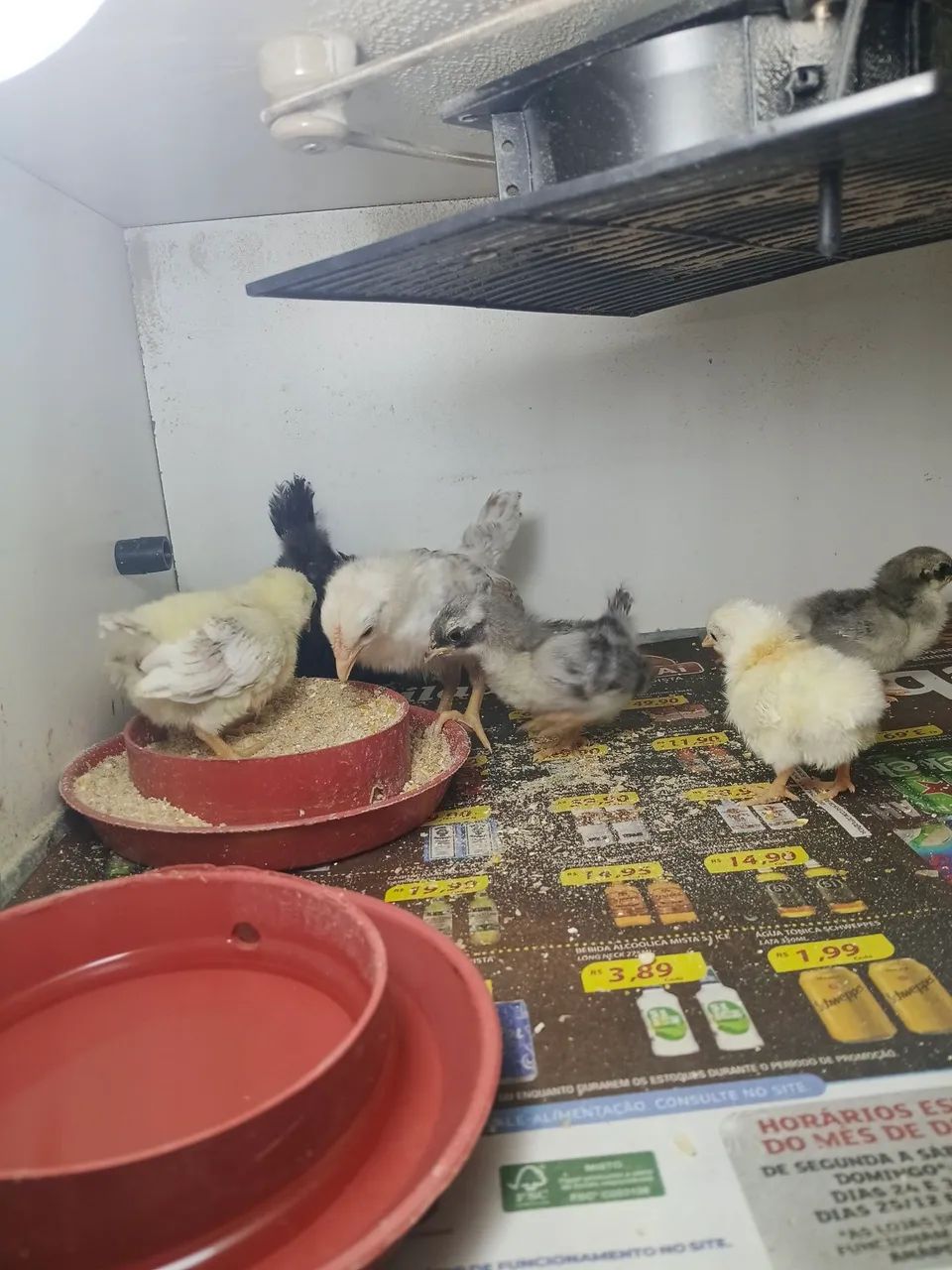 Garnize serama pintinhos