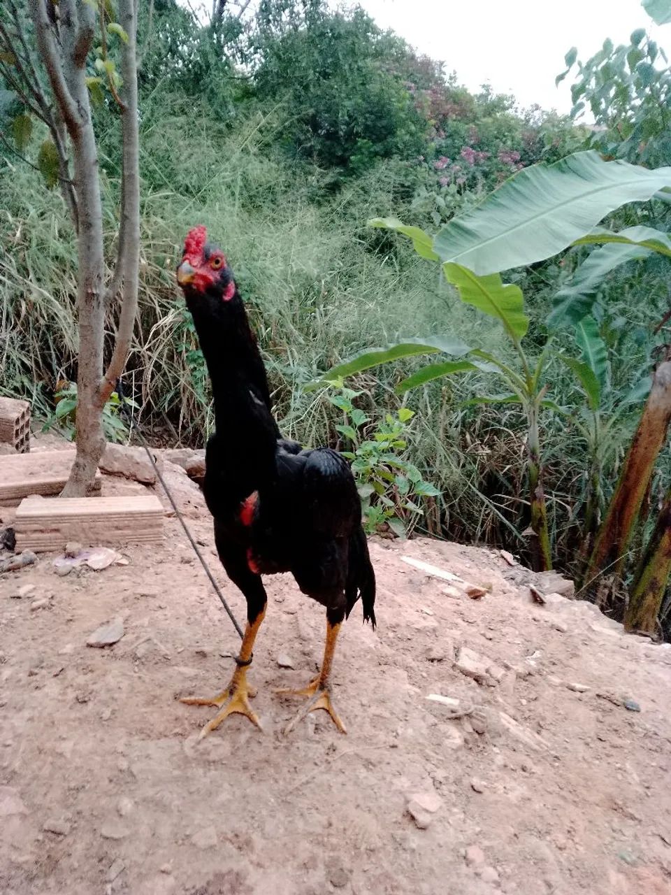 Frango índio  - Foto 2