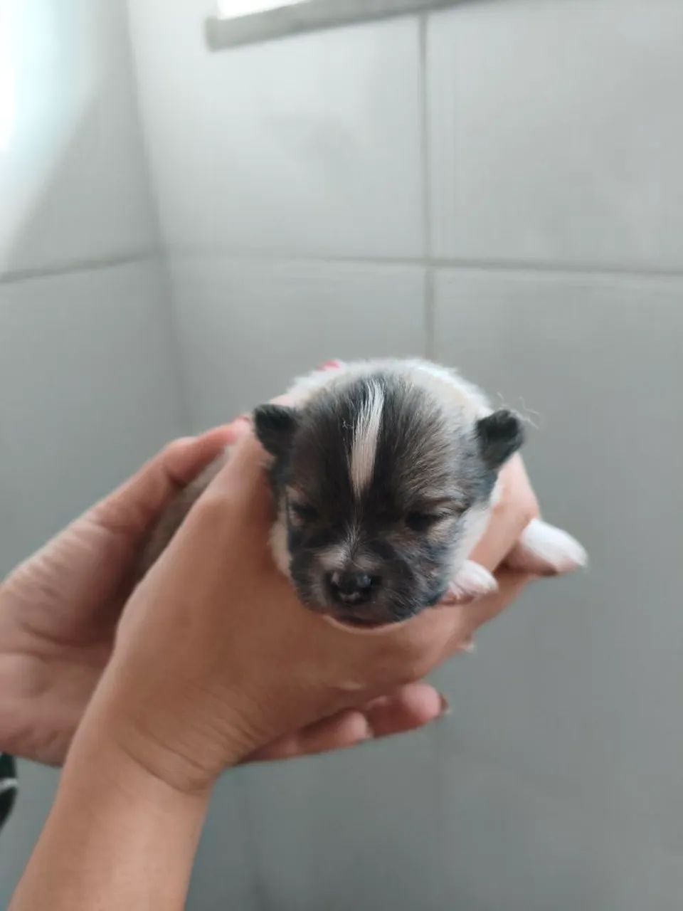Filhotes de Spitzs Alemão  - Foto 3