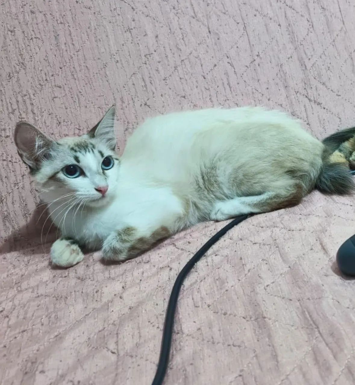 Doa-se essa gatinha de 8 meses.  - Foto 5