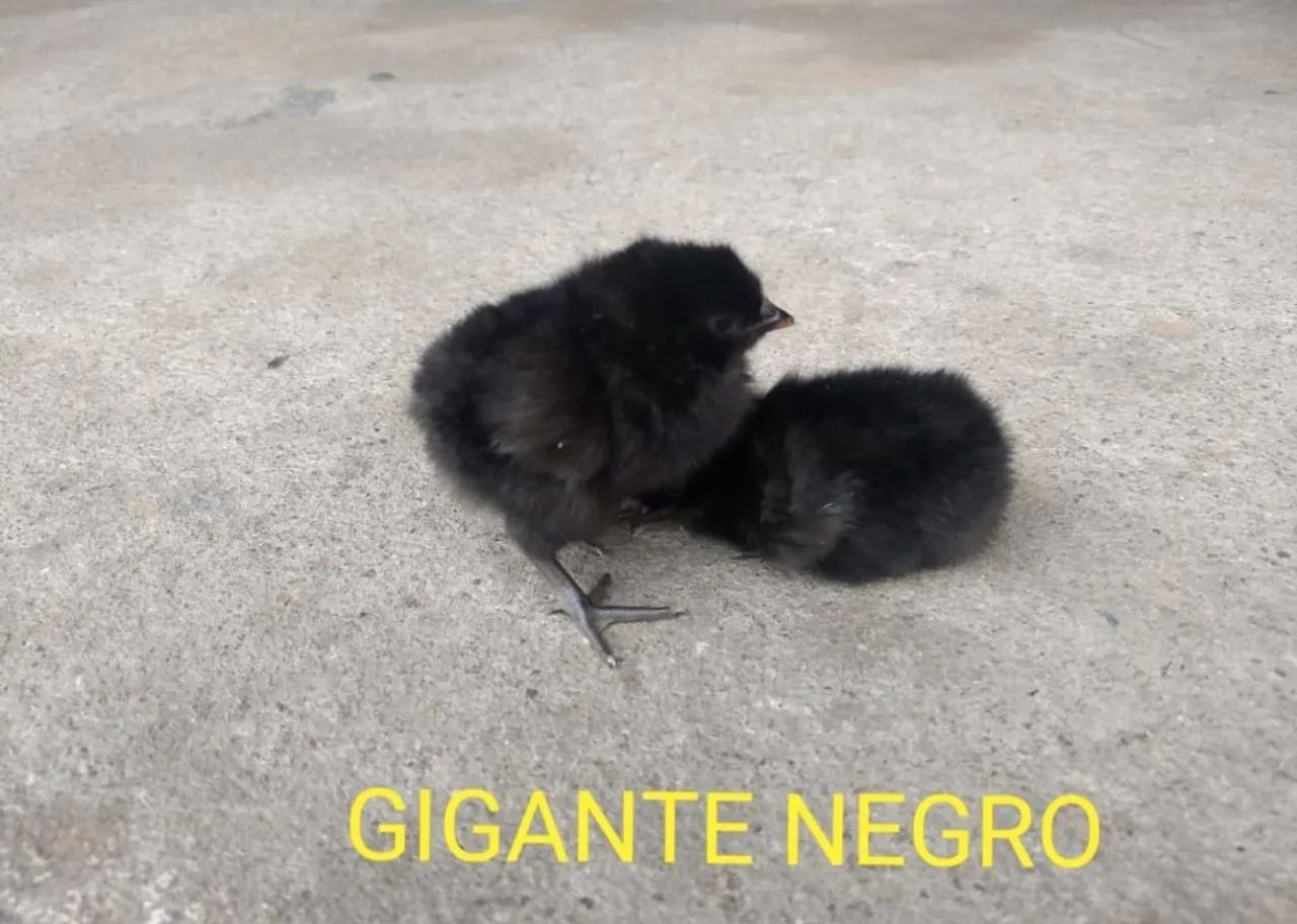 Pintos de um dia postura e caipira  - Foto 6