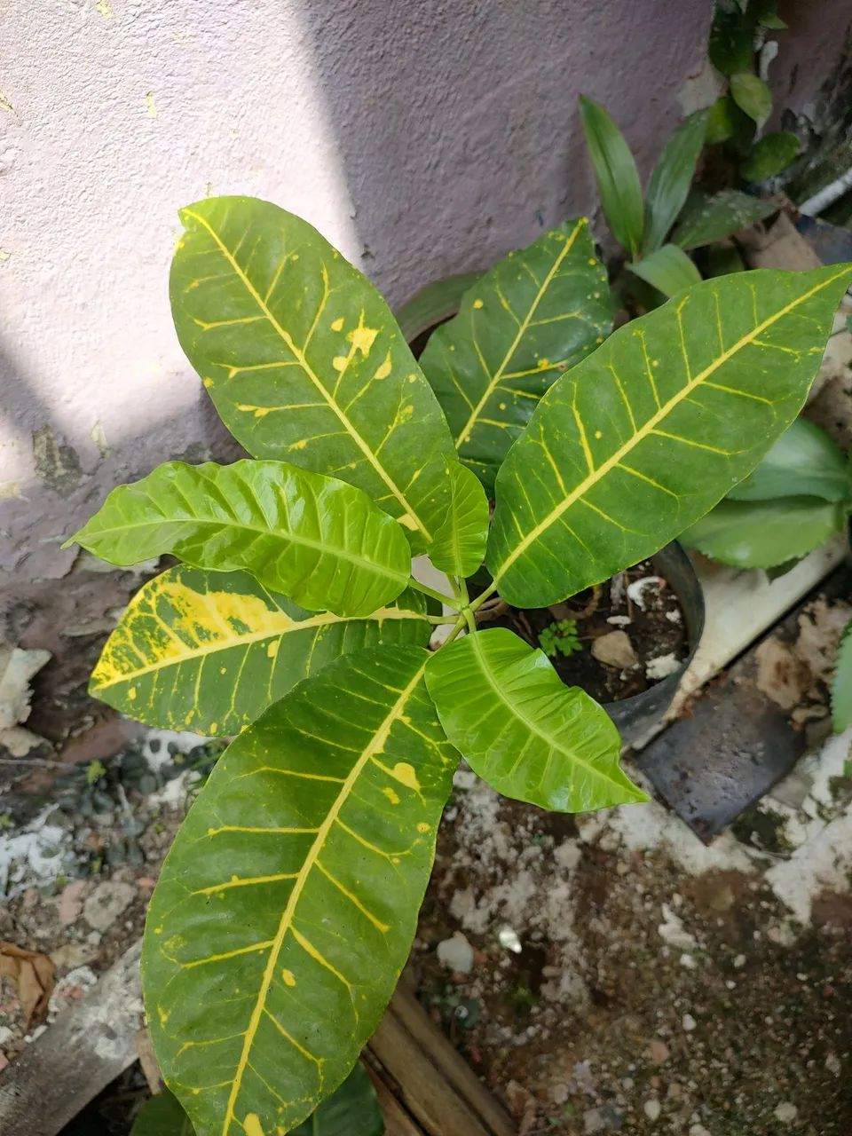 Plantas - Foto 4