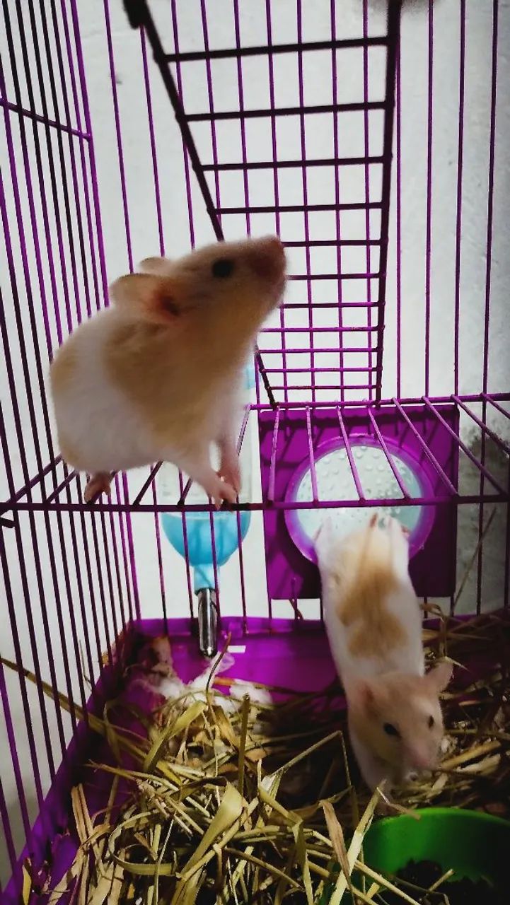 Hamster Sirio  - Foto 3