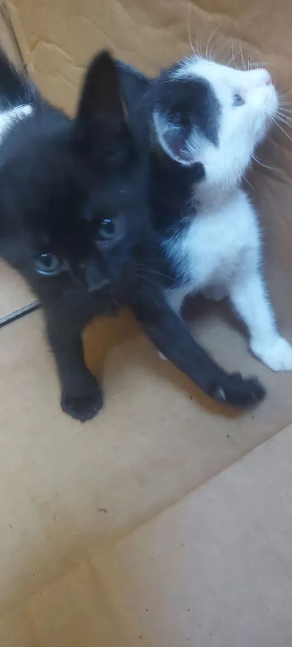Filhote de gatinhos - Foto 3