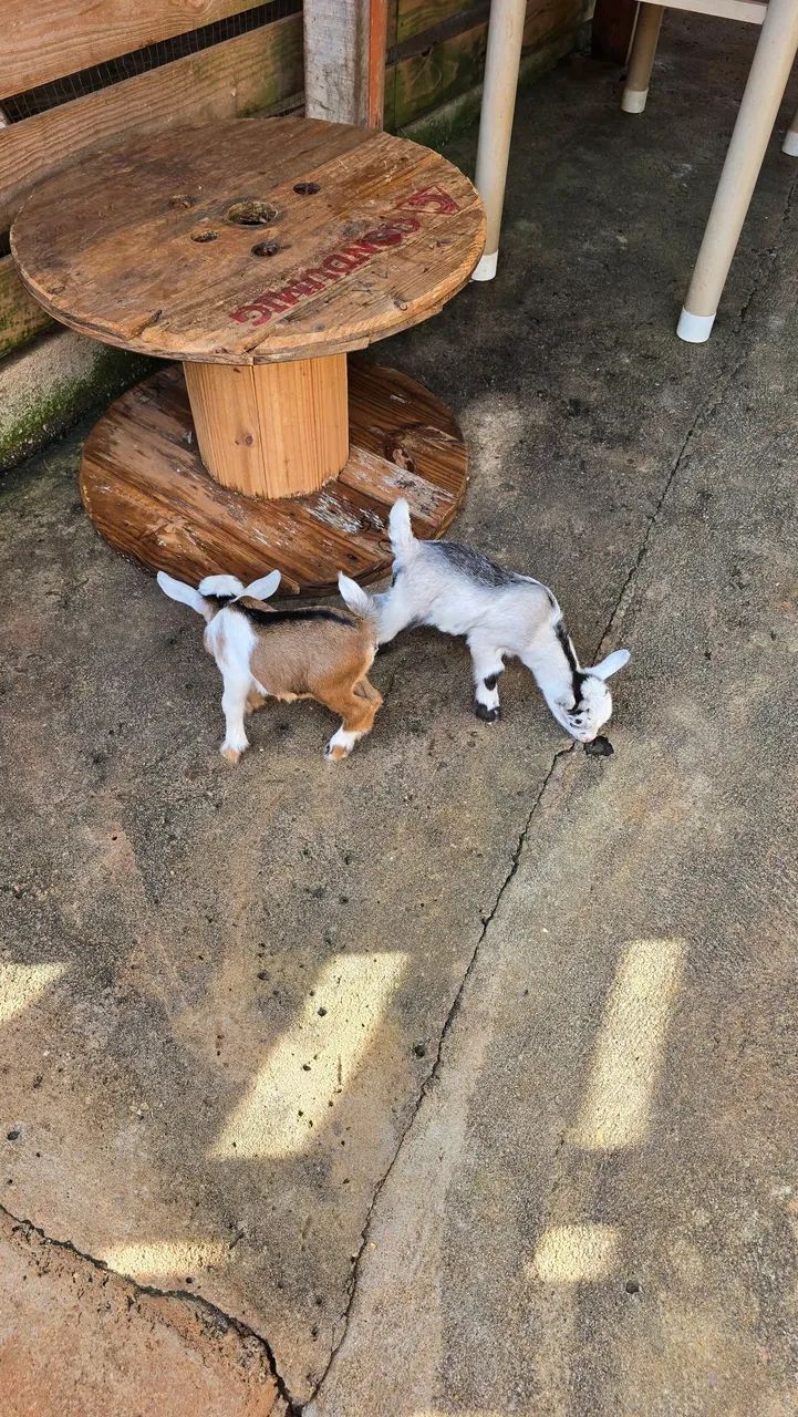Mini cabra / mini bode / Pet - Foto 3