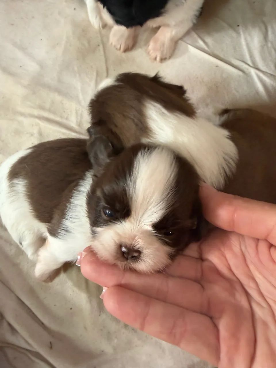 Filhote de shih tzu  - Foto 3