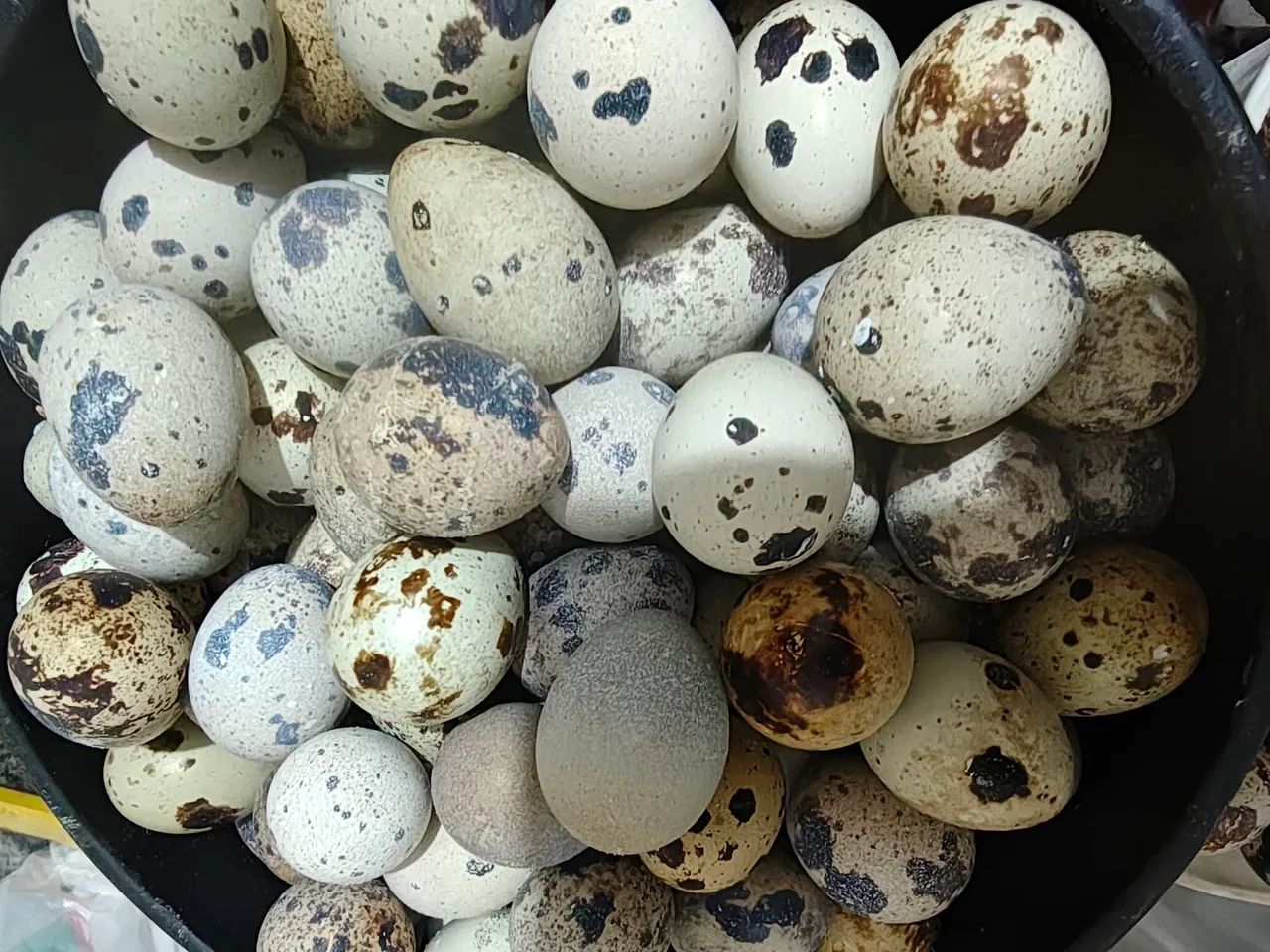 OVOS DE CODORNAS GIGANTE E JAPÔNICA GALADOS DISPONÍVEL.