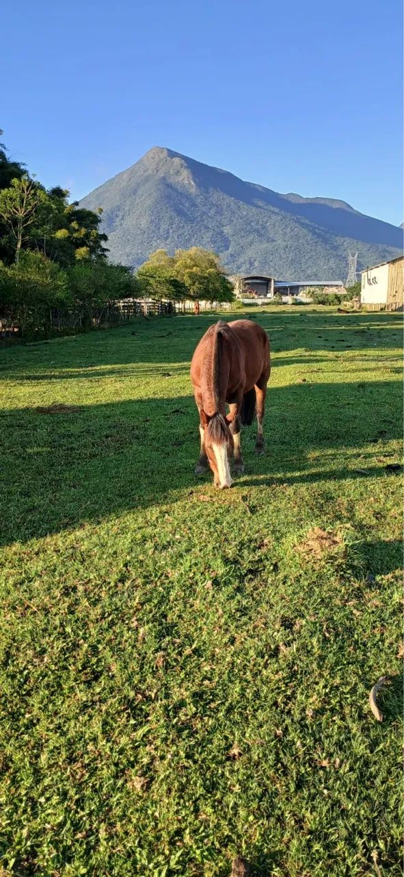 Vendo cavalo - Foto 2