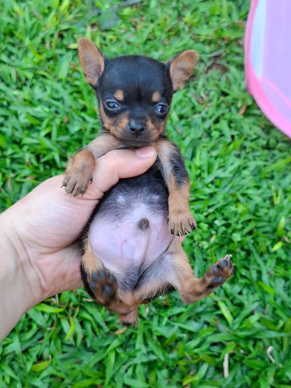PINSCHER ZERO - Foto 4
