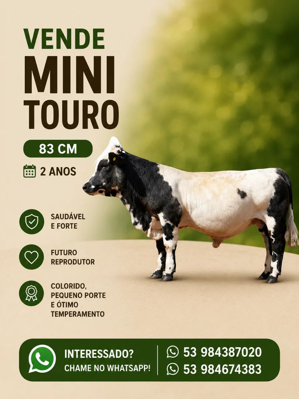 Vende mini animais  - Foto 3