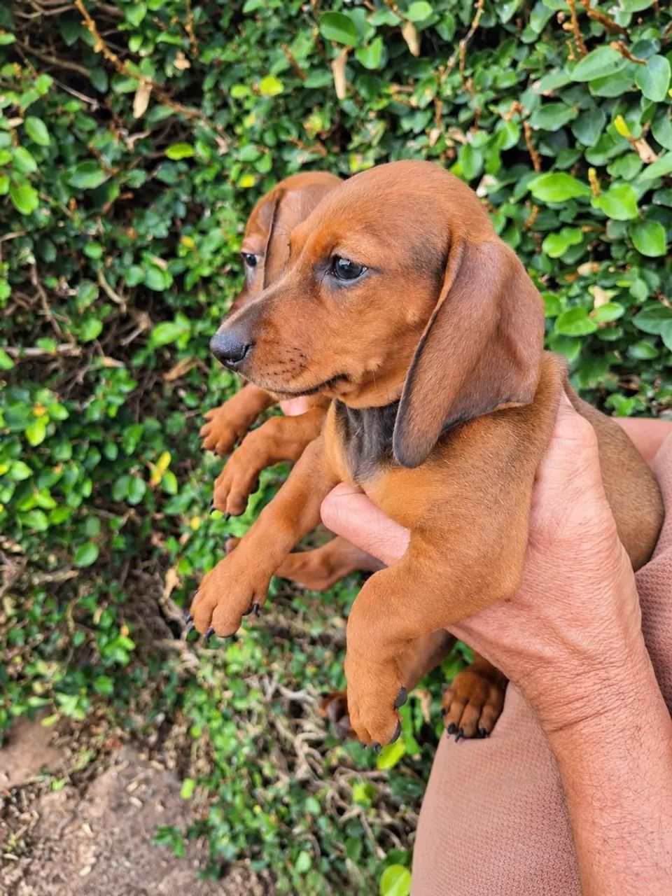 Dachshund filhotes - Foto 5